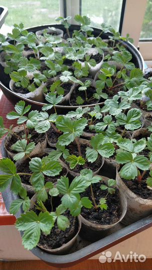 Земляника безусая, ремонтантная