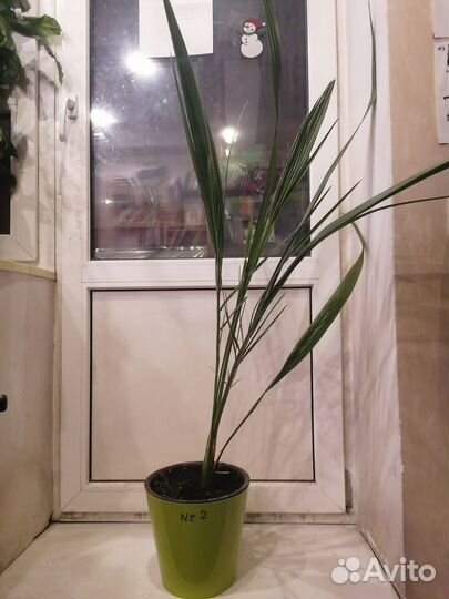 Финиковая пальмы