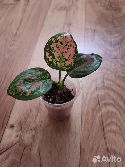 Детки Аглаонемы