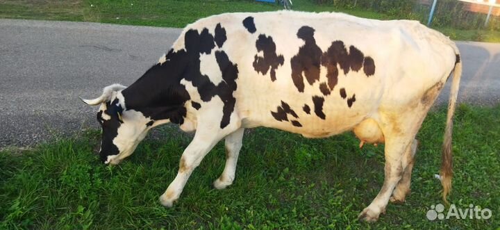 Корова дойная