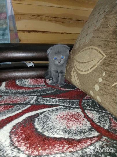 Продам вислоухого котёнка (кот)