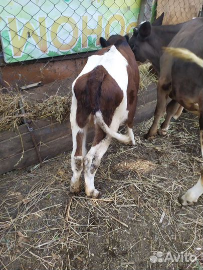 Телята. Тëлки