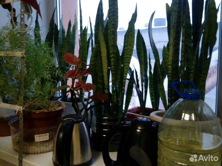 Сансевиерия, щучий хвост, змеиный язык