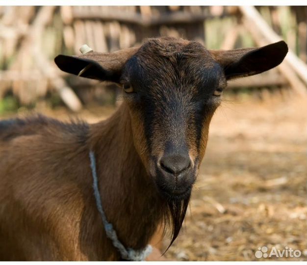 Козы камолые