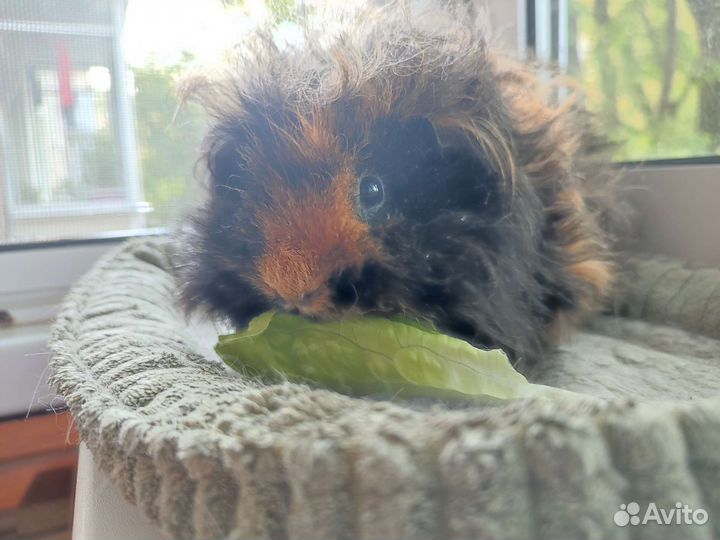 Морская свинка