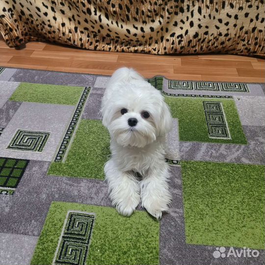 Вязка мальтезе кабель