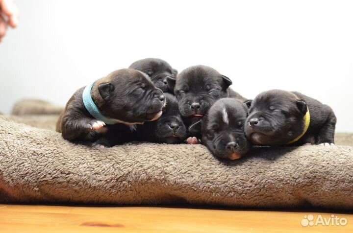 Стаффордширский бультерьер щенки