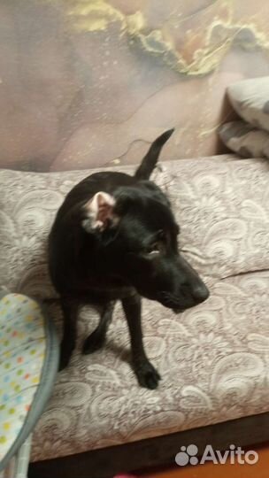 Метис лабрадора