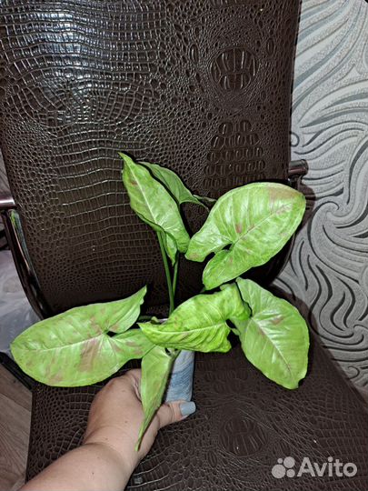 Сингониум конфетти триколор