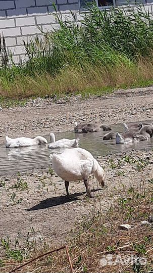 Индоутки, Гуси, яйца на инкубацию и еду