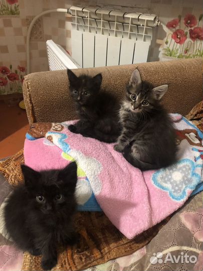 Кошки в добрые руки