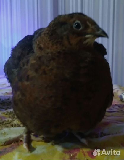 Инкубационное яйцо