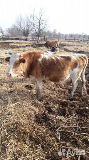 Коровы и телята