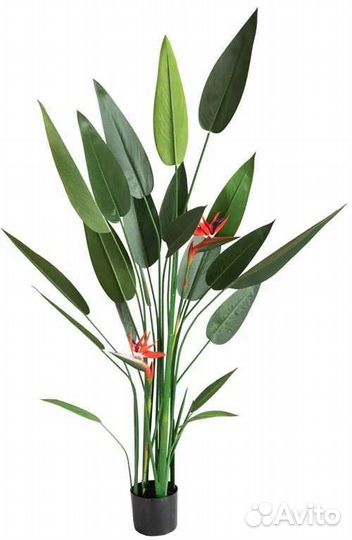 Стрелиция николая