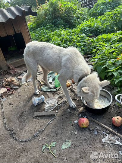 Собака ищет дом