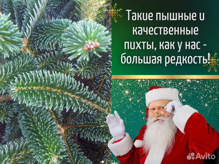 Пихта Фразера Живые елки оптом Новогодняя