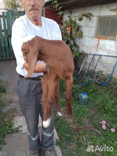 Козлята нубокамори