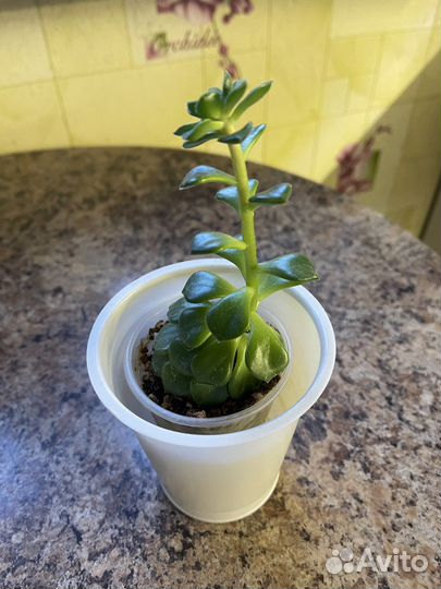 Суккуленты