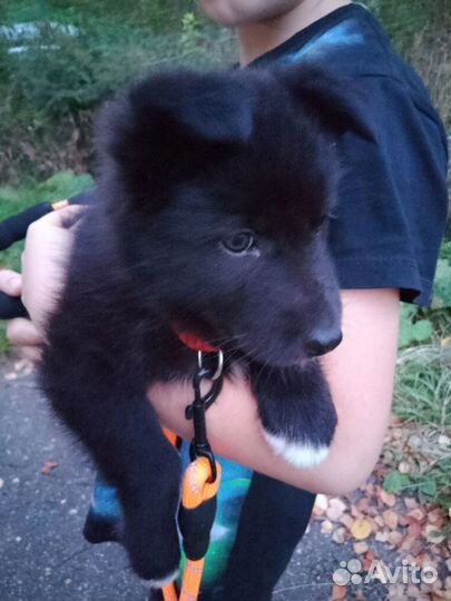 Милейший щенок