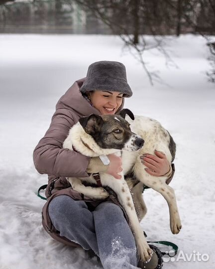 Робкой собаке нужен дом