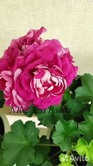 Сортовые пеларгонии