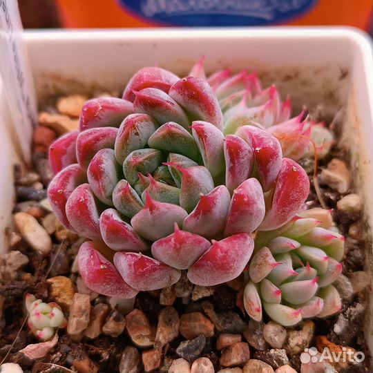 Суккуленты