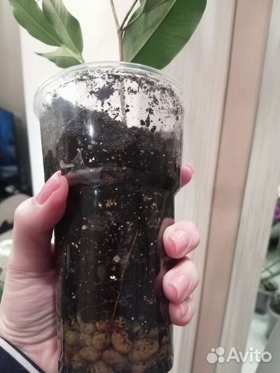 Фикус бенджамина