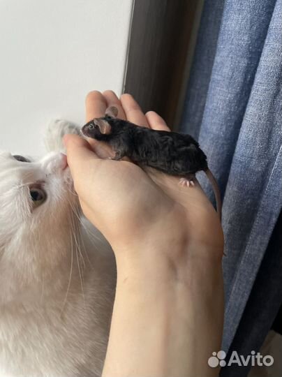 Декоративные кудрявые мыши Texel (Тексель)