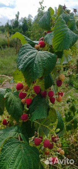 Саженцы ремонтантной малины