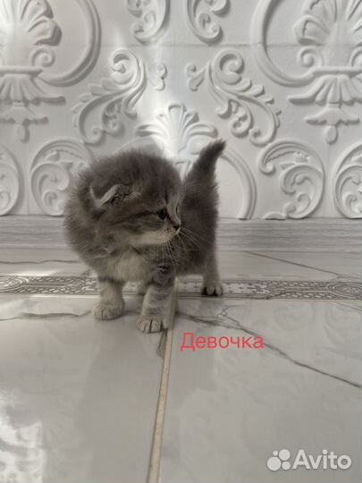 Шотландские котята