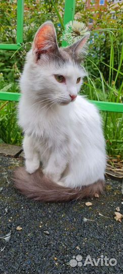 Котёнок девочка в добрые руки