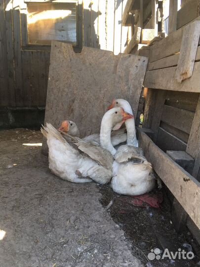 Яйца гусиные от холмогоров