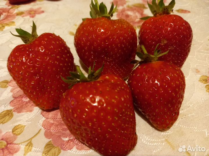 Рассада клубники