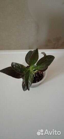 Эсхинантус, Колумнея