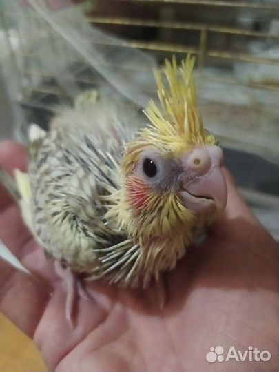 Попугай корелла птенец
