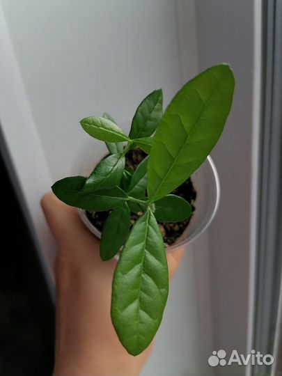 Фейхоа комнатный (Acca sellowiana)