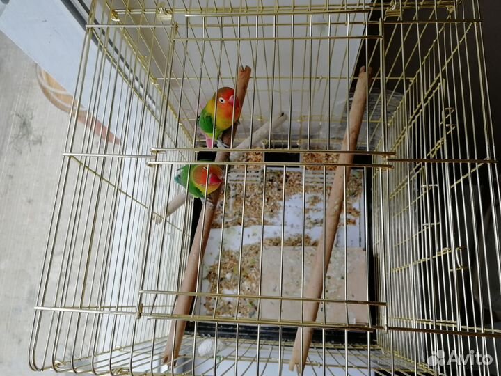 Попугай неразлучники