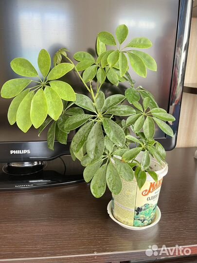 Комнатные цветы шефлера