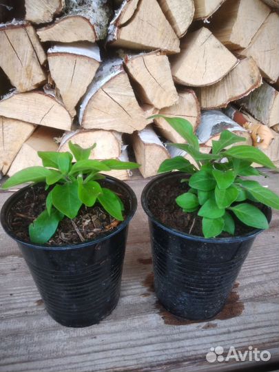 Петуния ампельная