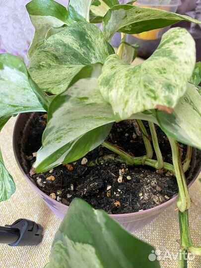 Эпипремнум Хэппи лиф