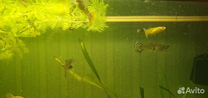 Аквариумные рыбки (гуппи)