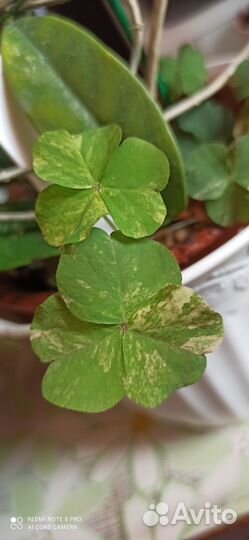 Востребованный цветок оксалис