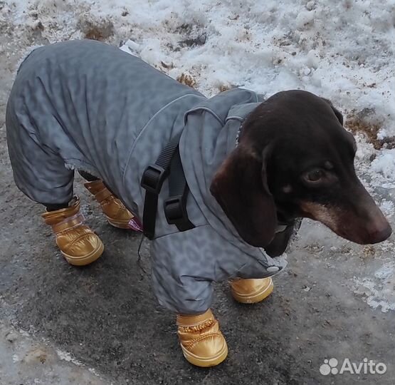Комбинезон для таксы светоотражающий с