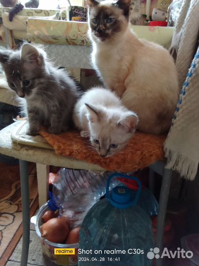 Кошка в добрые руки