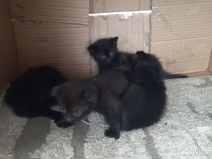 Отдам в добрые руки