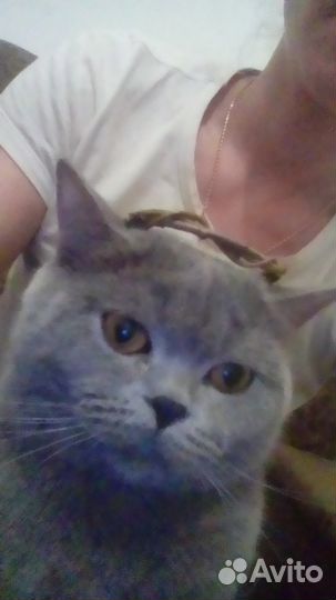 Британский кот для вязки