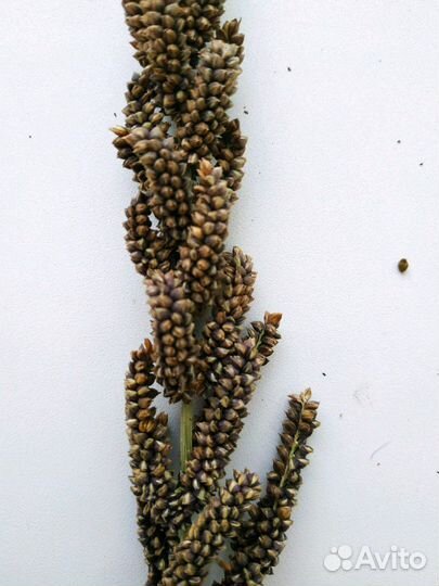 Колоски пайзы (корм для декоративных птиц)