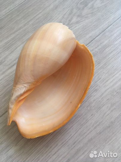 Ракушка морская большая