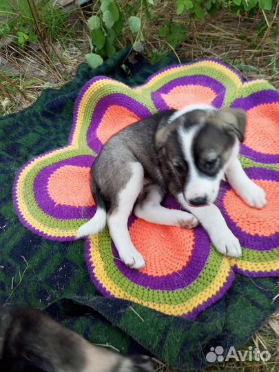 Щенки ищут дом