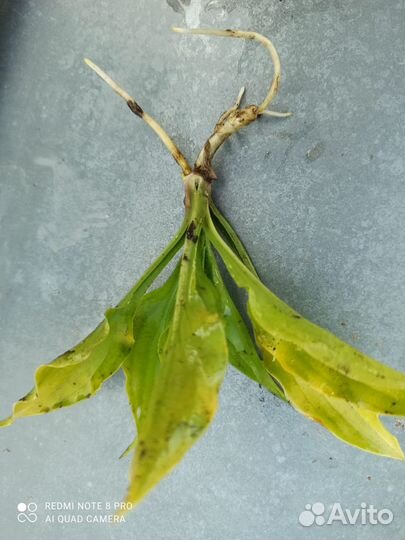 Полукарликовая хоста